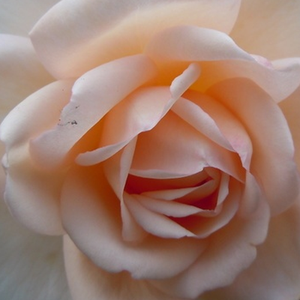 Szkółka róż - róża nostalgie - biały  - Rosa  Martine Guillot - róża z intensywnym zapachem - Dominique Massad - Róża z zapachem, jej kwiaty początkowo posiadają kolor brzoskwiniowo-kremowy, a po otwarciu przechodzą w kolor kości słoniowej.